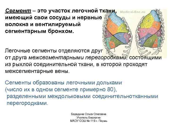 Сегмент – это участок легочной ткани, имеющий свои сосуды и нервные волокна и вентилируемый