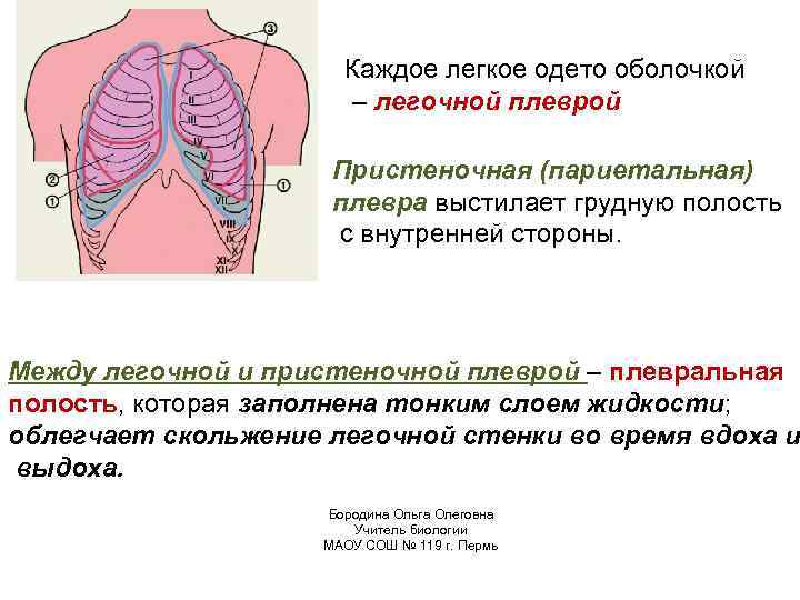 Каждое легкое одето оболочкой – легочной плеврой Пристеночная (париетальная) плевра выстилает грудную полость с