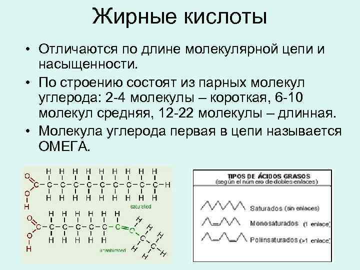 Жирные кислоты • Отличаются по длине молекулярной цепи и насыщенности. • По строению состоят