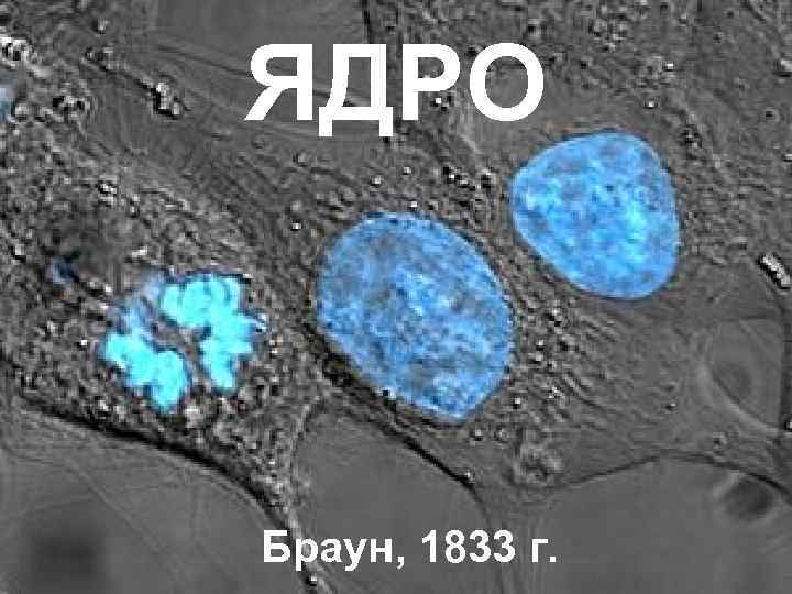 ЯДРО Браун, 1833 г. 