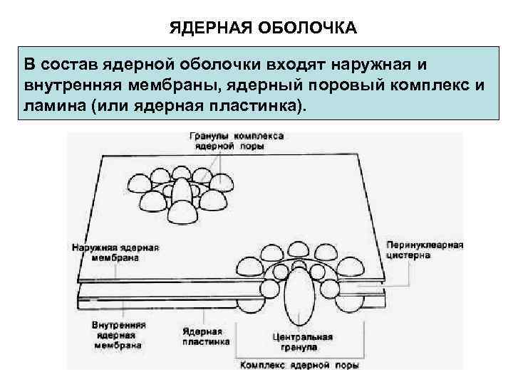 ЯДЕРНАЯ ОБОЛОЧКА В состав ядерной оболочки входят наружная и внутренняя мембраны, ядерный поровый комплекс