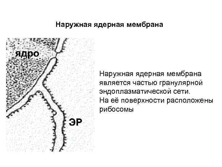 Наружная ядерная мембрана является частью гранулярной эндоплазматической сети. На её поверхности расположены рибосомы 