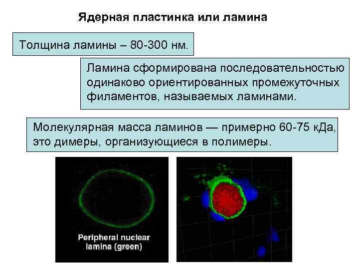 Ядерная пластинка или ламина Толщина ламины – 80 -300 нм. Ламина сформирована последовательностью одинаково