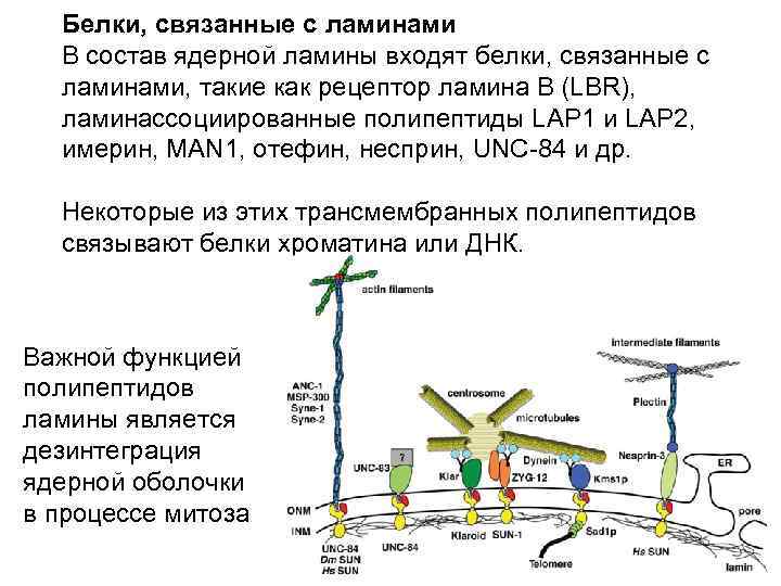 Белки, связанные с ламинами В состав ядерной ламины входят белки, связанные с ламинами, такие
