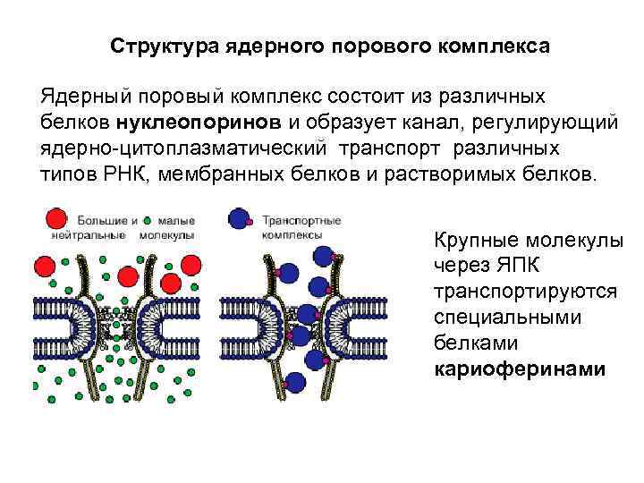 Структура ядерного порового комплекса Ядерный поровый комплекс состоит из различных белков нуклеопоринов и образует