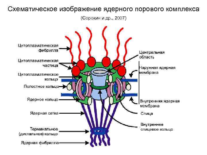 Схематическое изображение ядерного порового комплекса (Сорокин и др. , 2007) 