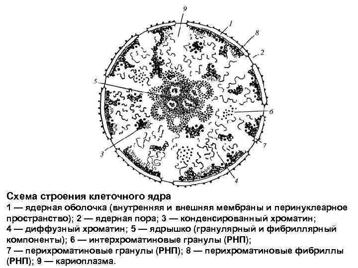 Схема строения ядра