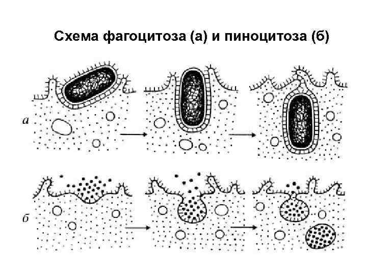 Схема фагоцитоза (а) и пиноцитоза (б) 