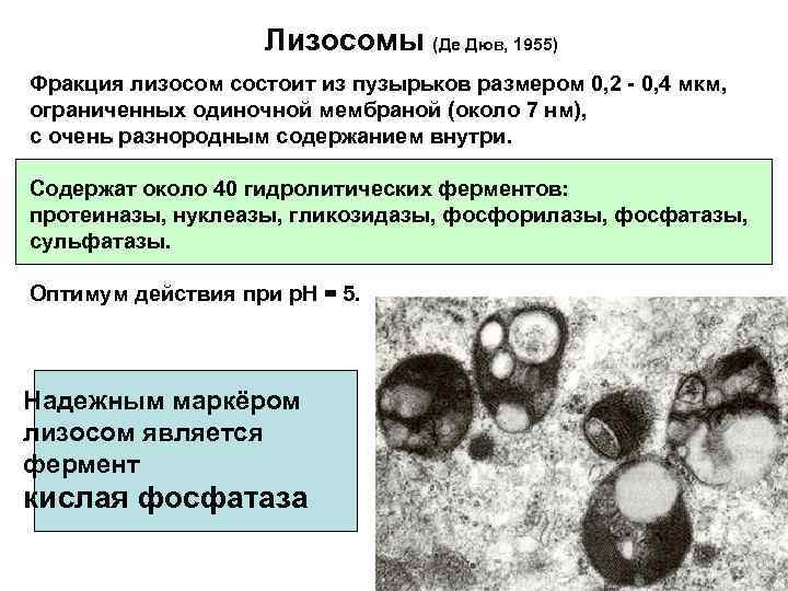 Граны лизосом