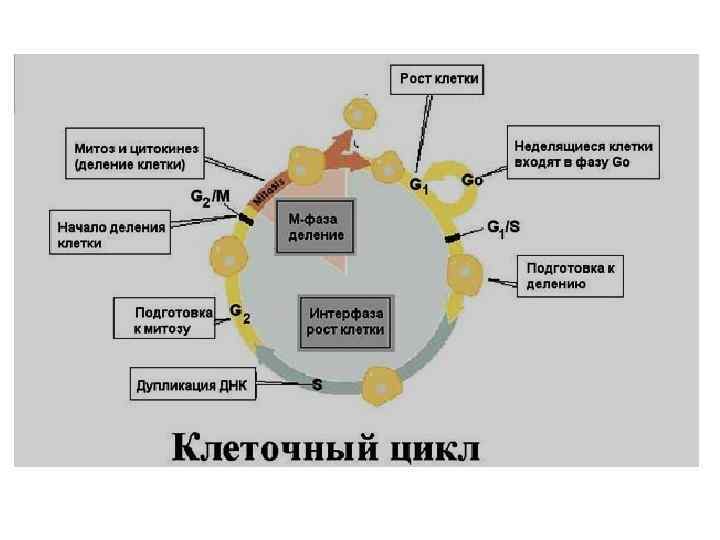 Жизненный цикл клетки презентация 10 класс