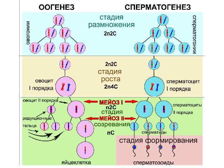 В половых клетках любого организма набор хромосом. 2. Гаметогенез. Сперматогенез. Сперматогенез, схема с хромосомным набором. Сперматогенез набор хромосом и ДНК. Оогенез и сперматогенез набор хромосом.