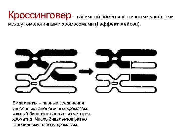 Конъюгация гомологичных хромосом