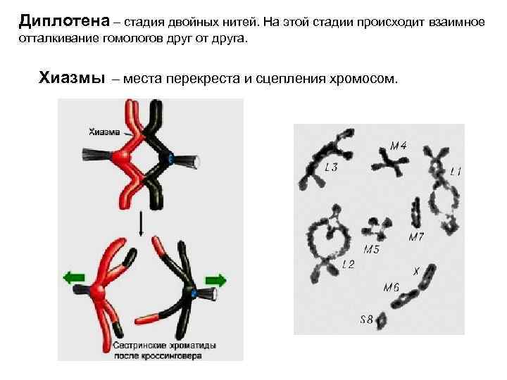 Группа сцепления хромосом