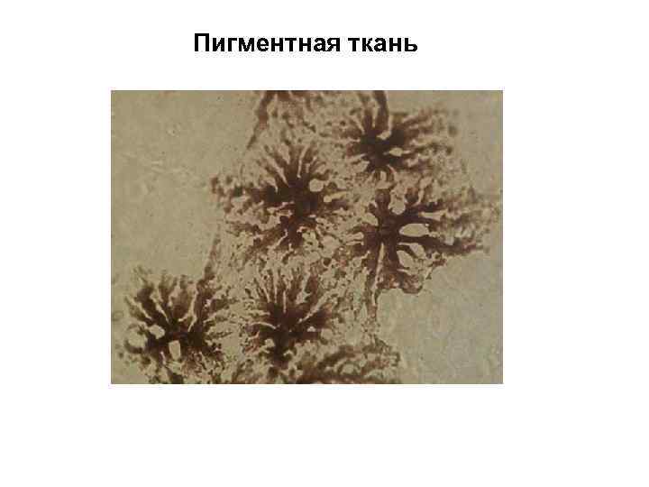 Пигментная ткань 