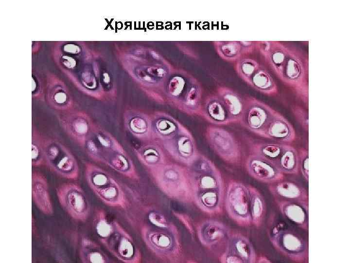 Хрящевая ткань 