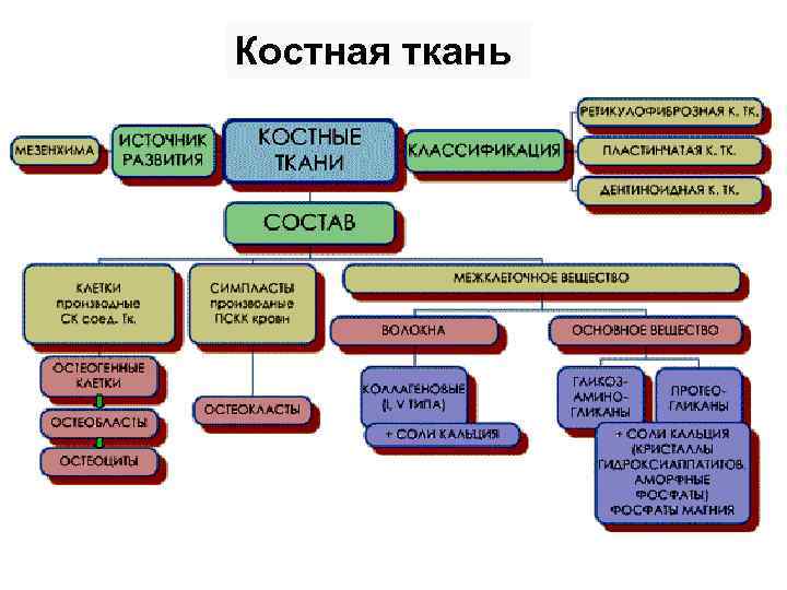 Костная ткань 