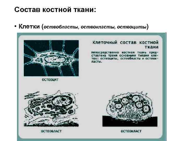 Костная ткань остеобласты