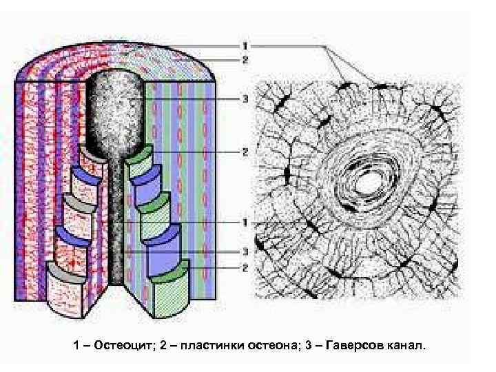 Остеон строение рисунок