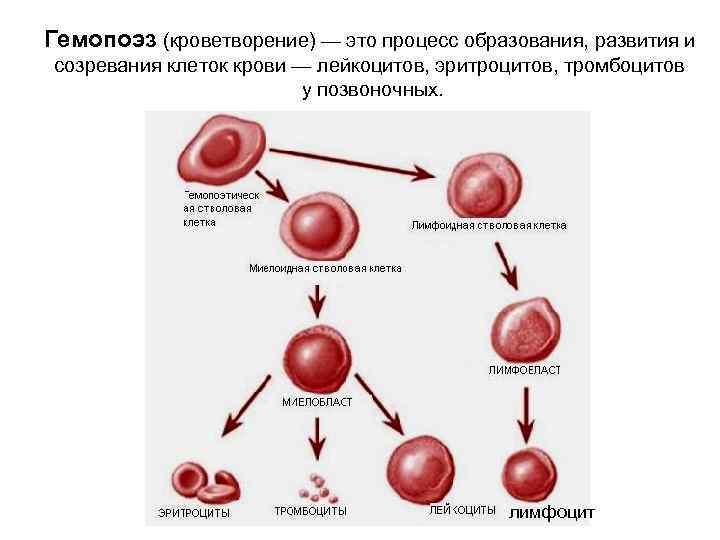 Где формируются клетки крови. Жизненный цикл эритроцита схема. Процесс образования эритроцитов схема. Эритропоэз схема эритроциты. Цикл развития эритроцитов.