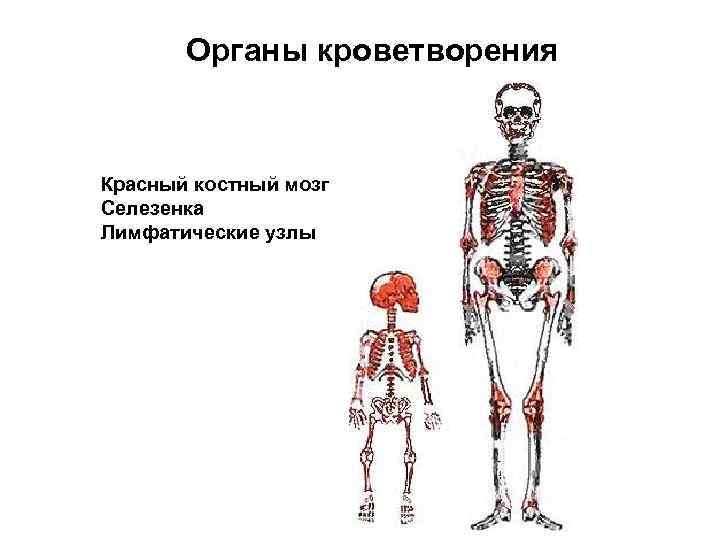 Органы кроветворения Красный костный мозг Селезенка Лимфатические узлы 