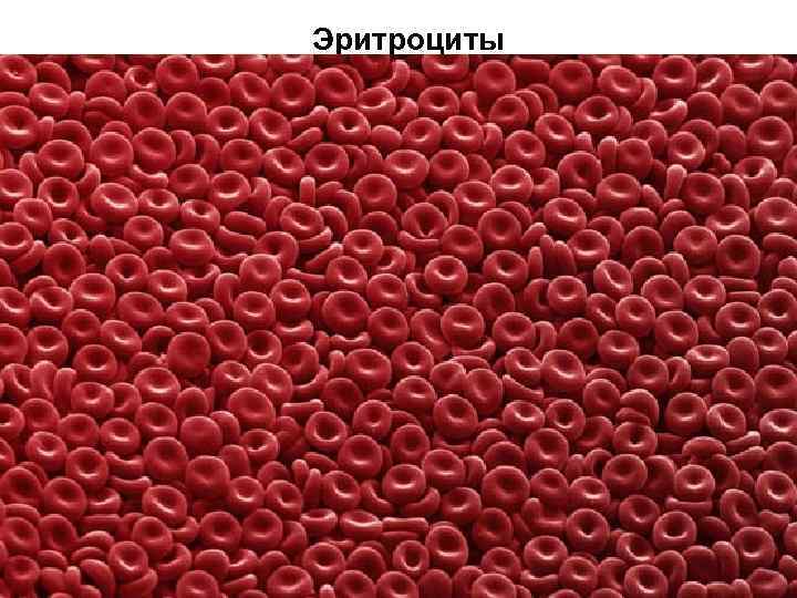 Эритроциты 