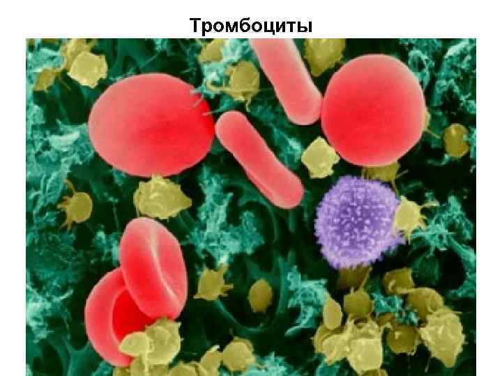 Тромбоциты 