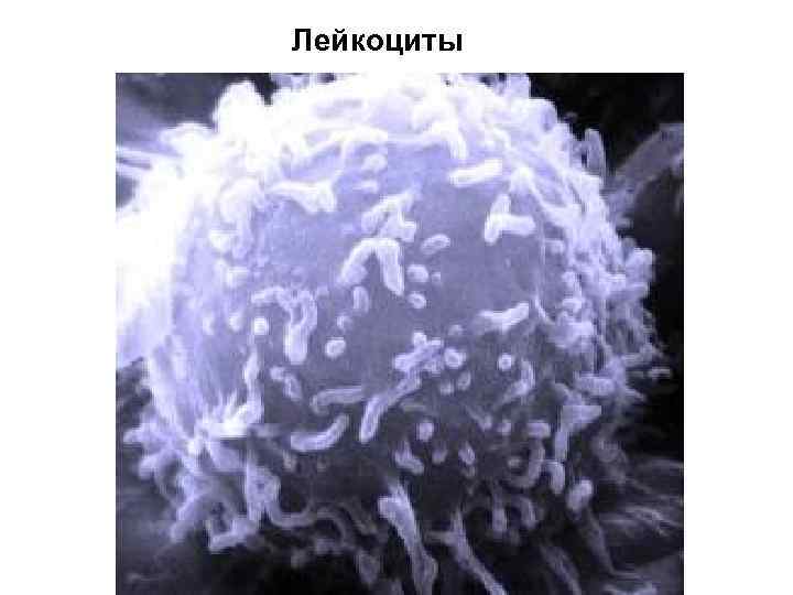 Лейкоциты 
