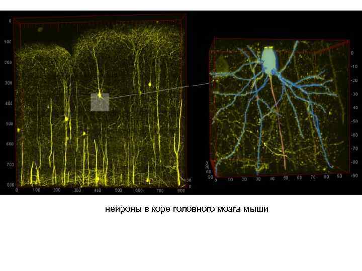 нейроны в коре головного мозга мыши 