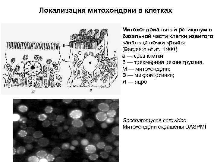 Локализация митохондрии в клетках Митохондриальный ретикулум в базальной части клетки извитого канальца почки крысы