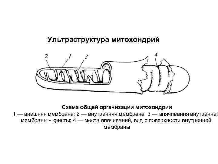 Ультраструктура митохондрий Схема общей организации митохондрии 1 — внешняя мембрана; 2 — внутренняя мембрана;
