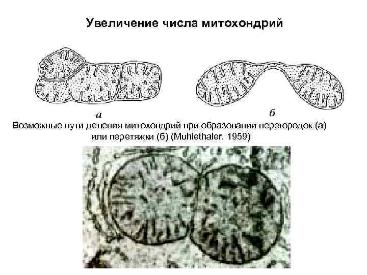 Митохондрии отсутствуют в клетках растений