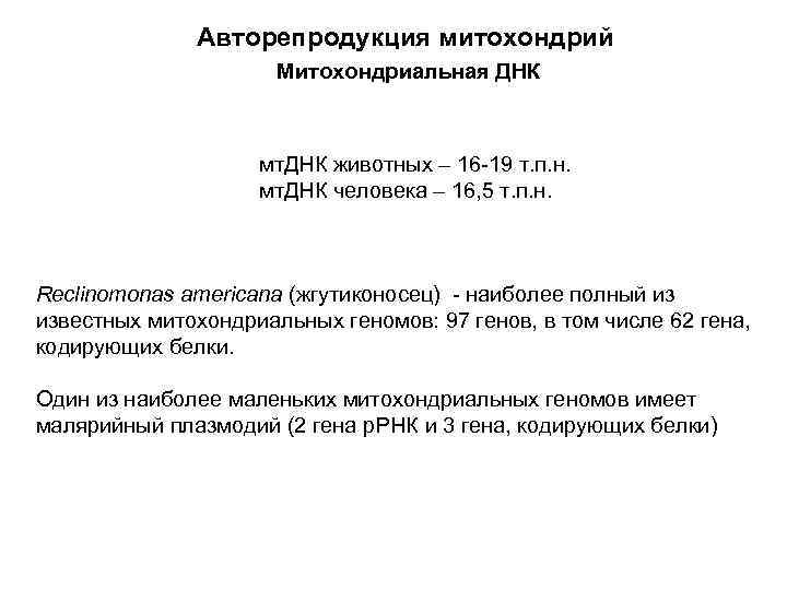 Авторепродукция митохондрий Митохондриальная ДНК мт. ДНК животных – 16 -19 т. п. н. мт.