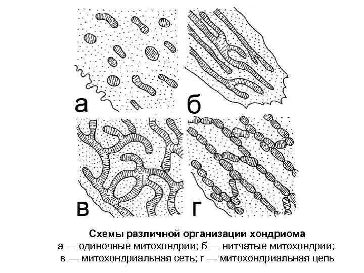 Схемы различной организации хондриома а — одиночные митохондрии; б — нитчатые митохондрии; в —