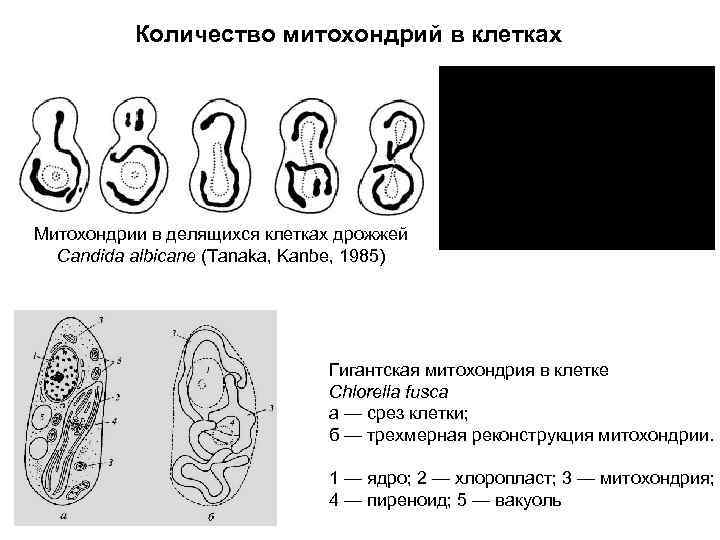 Количество митохондрий в клетках Митохондрии в делящихся клетках дрожжей Candida albicane (Tanaka, Kanbe, 1985)