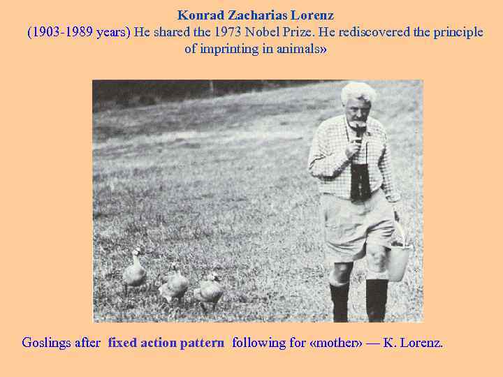 Konrad Zacharias Lorenz (1903 -1989 years) He shared the 1973 Nobel Prize. He rediscovered