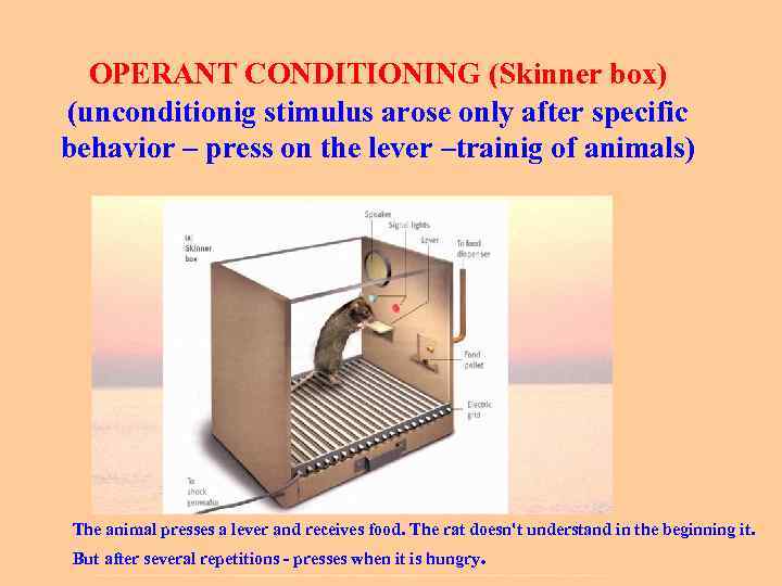 OPERANT CONDITIONING (Skinner box) (unconditionig stimulus arose only after specific behavior – press on