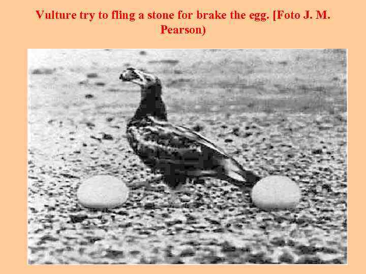 Vulture try to fling a stone for brake the egg. [Foto J. M. Pearson)