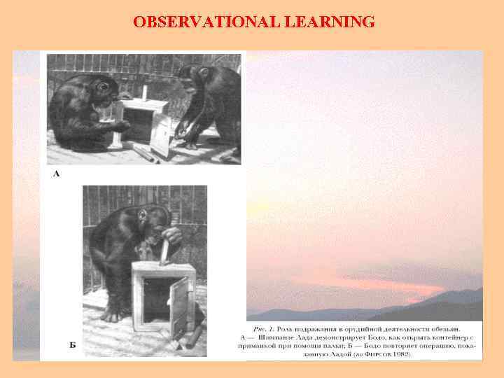 OBSERVATIONAL LEARNING 