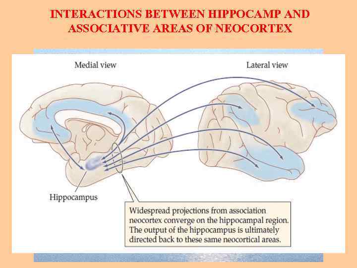 INTERACTIONS BETWEEN HIPPOCAMP AND ASSOCIATIVE AREAS OF NEOCORTEX 