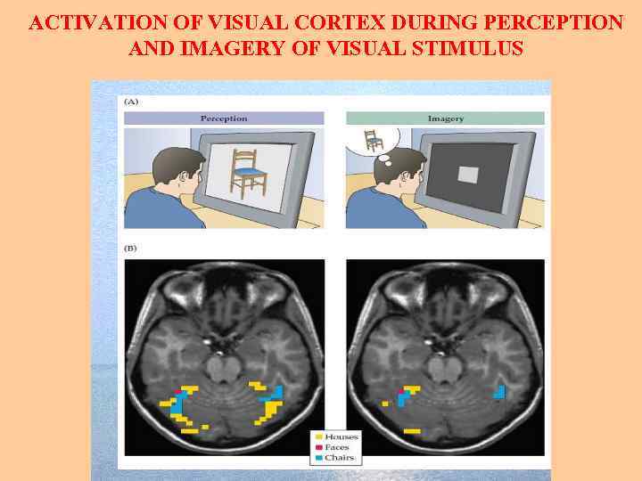 ACTIVATION OF VISUAL CORTEX DURING PERCEPTION AND IMAGERY OF VISUAL STIMULUS 