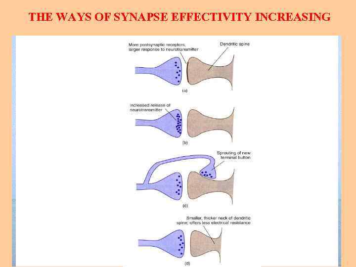 THE WAYS OF SYNAPSE EFFECTIVITY INCREASING 