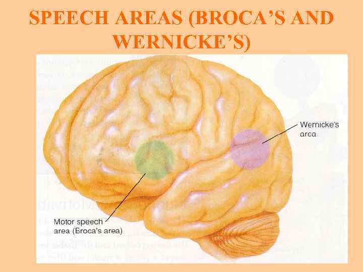 SPEECH AREAS (BROCA’S AND WERNICKE’S) 