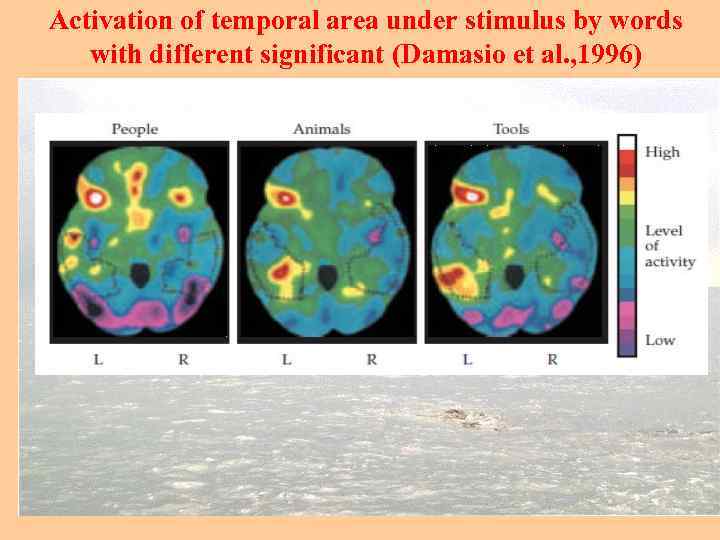 Activation of temporal area under stimulus by words with different significant (Damasio et al.