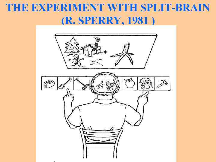 THE EXPERIMENT WITH SPLIT-BRAIN (R. SPERRY, 1981 ) 