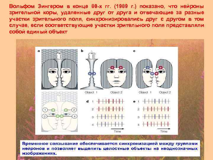 Вольфом Зингером в конце 80 -х гг. (1989 г. ) показано, что нейроны зрительной