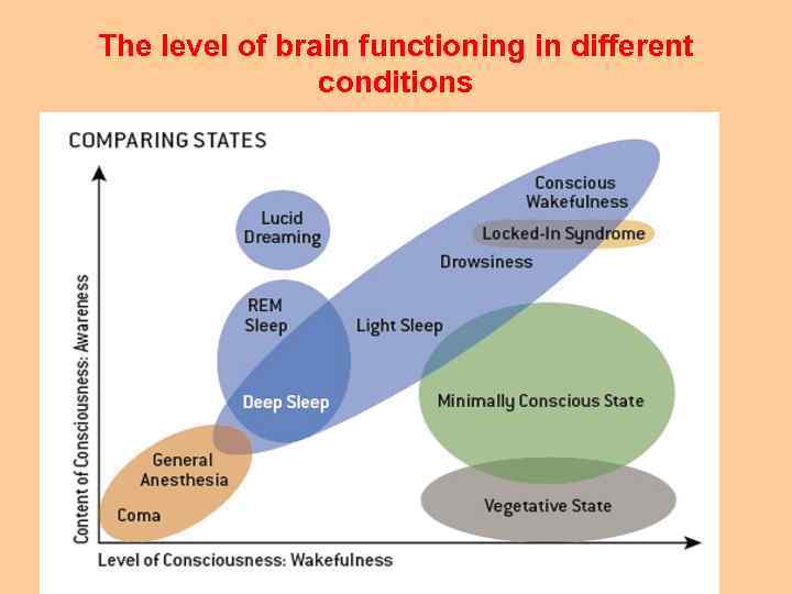 The level of brain functioning in different conditions 