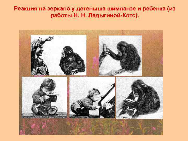 Реакция на зеркало у детеныша шимпанзе и ребенка (из работы Н. Н. Ладыгиной-Котс). 