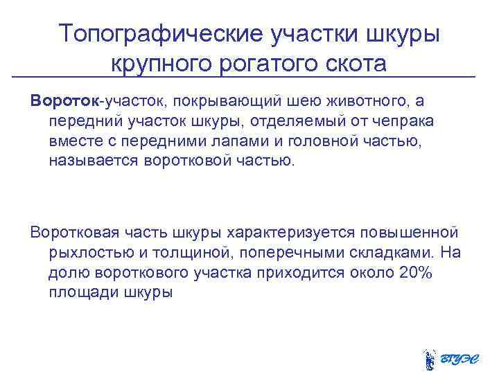  Топографические участки шкуры крупного рогатого скота Вороток участок, покрывающий шею животного, а передний