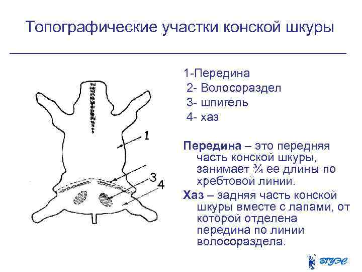 Топографические участки конской шкуры 1 Передина 2 Волосораздел 3 шпигель 4 хаз Передина –