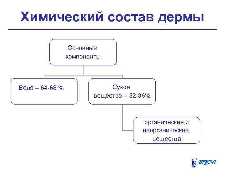 Химический состав дермы Основные компоненты Вода – 64 68 % Сухое вещество – 32